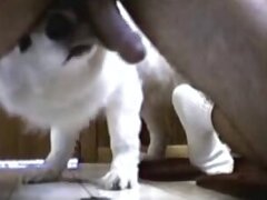 Amateur animal xxx