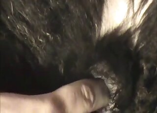 Black horse pussy getting fingered happily by a long-fingered zoophile