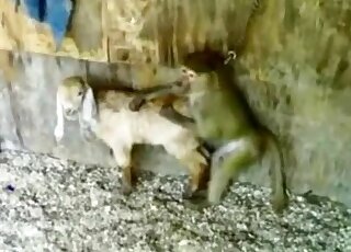 Gapist monkey is going to fuck this tiny goat because it doesn't care