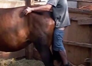 Guy is inserting his meaty penis in a horse's ready pussy from behind