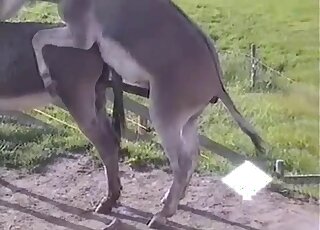 Donkey with a huge cock is fucking that other animal mercilessly
