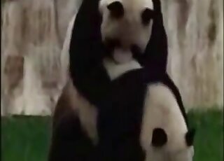 Compilation of animal fucking scenes with tigers and elephants