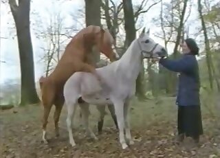 Brown stallion happily fucks a white horse as horny woman looks on