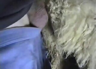 Dude in a black shirt is inserting his penis in a furry vagina here