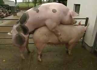 German lady narrates sexual intercourse between two farm pigs