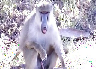 Lonely Baboon tries his warm cum after solo masturbation