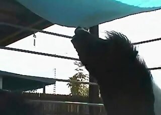 Curious horse eats sperm out of another horse pussy