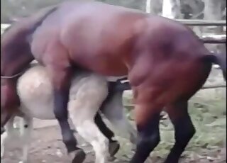 Animal gets vigorously drilled by giant horse cock on a farm