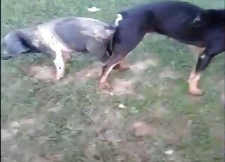 Outdoor animal fucking scene showing a dog that knots a pig or smth