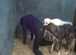 Pair of dogs fuck hairy mature in the ass for brutal treats