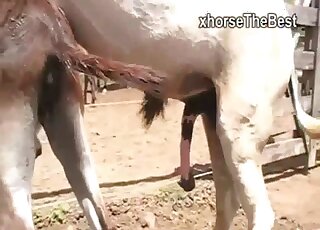Donkeys fucking make horny zoophilia addict to crave sex
