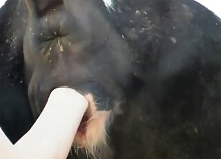 Naked bitch fist fucks cow and shares animal perversions in great angles