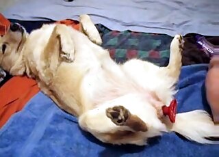 Nasty zoophile uses a sex toy in order to fuck dog's tight holes
