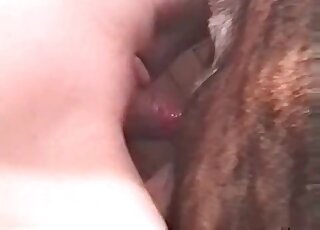 Black stockings babe gets her hairless vagina fucked by a kinky dog