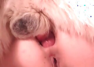 Aged slut trained her dog to fuck her as hard as it only can