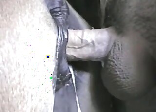 Awesome zoophile screws a horse to get incredible sexual pleasure