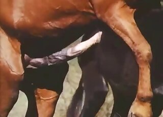 Rare horse on horse porn movie with a hung brown stallion in HQ