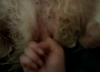 POV fingering zoo porn video with a zoophile and his sexy doggo