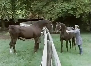 Horse on horse porn movie with a black stallion drilling that twat