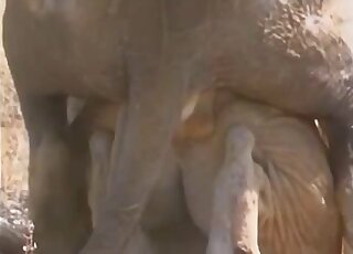 Animals fucking in an animal-only zoophilia porn scene with gape