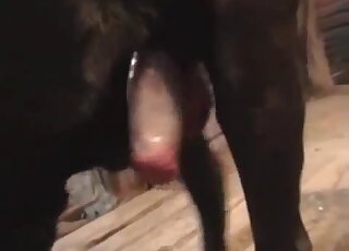 Sexy dog from the farm enjoys a gay handjob in a taboo zoo video