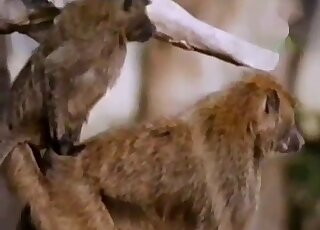 Sexy apes with brown fur enjoying outdoor fucking in a hot porno